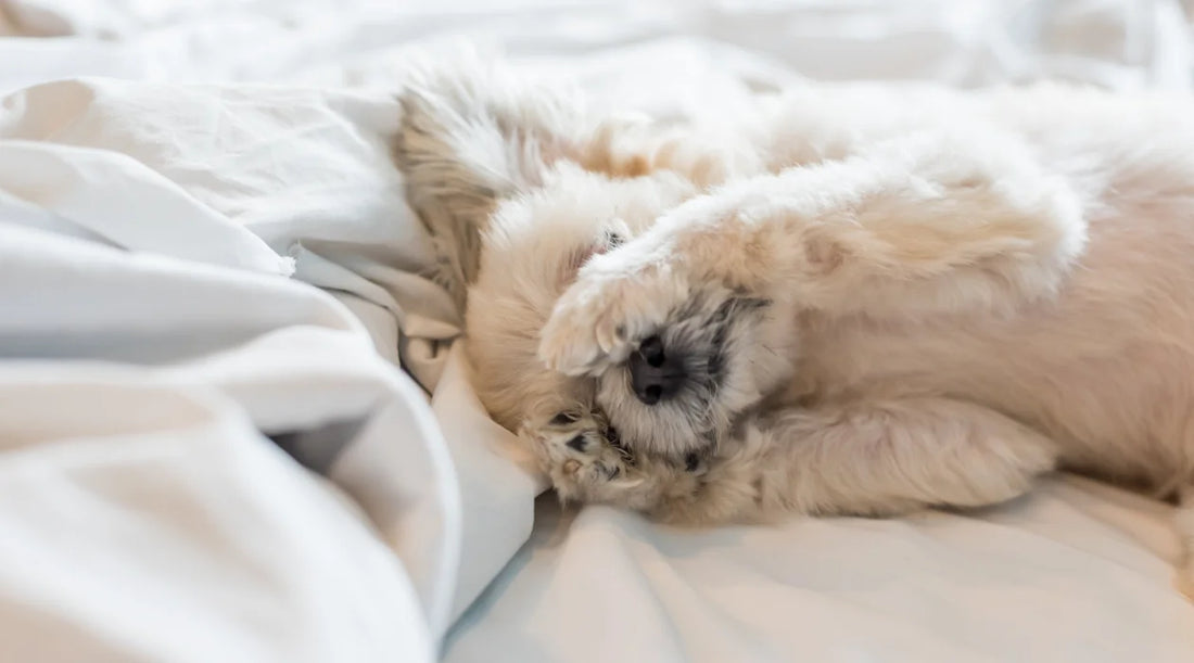 Best Pet Friendly Bedding