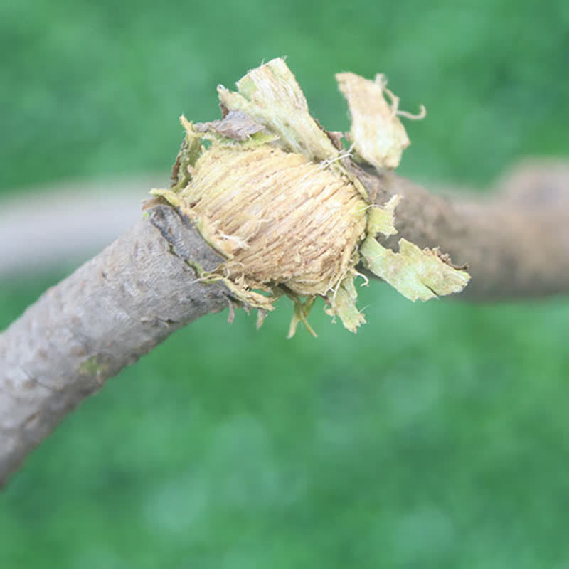 Natural Rattan Wood Vine Bundle Decor Decor Ownkoti 14
